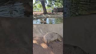 capibara bioparque montemorelos nuevo leon mexico [upl. by Graubert]