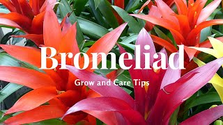 Bromeliad Grow and Care Tips [upl. by Ylim]