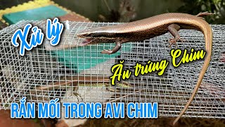 Xử lý Rắn mối ăn trứng trong Avi chim sinh sản [upl. by Leoni]