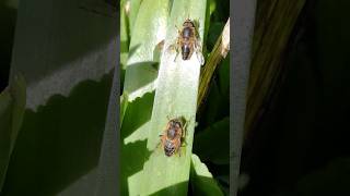 Sexual dimorphism in Eristalis hoverflies [upl. by Aisile]