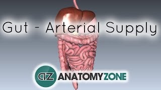 Blood Supply to the Gut Introduction  Part 1 Arterial Supply [upl. by Mcnamara]