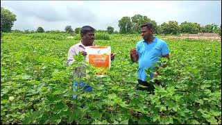 Vestige Agri Granules Use Cotton Crop Customer feeb back [upl. by Calysta]