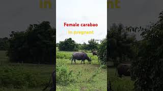 Female carabao carabao animals buffaloconservation shorts shortvideo subscribe [upl. by Rammaj]