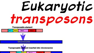 Transposons in eukaryotes [upl. by Leuqer]