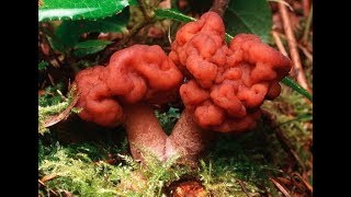 Top 5 Most Poisonous Mushrooms in The World [upl. by Hobard]