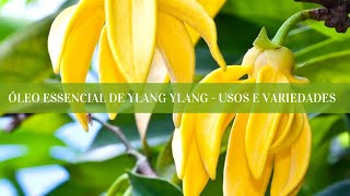 Óleo Essencial de Ylang Ylang [upl. by Linnette712]