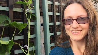 Mangetout Peas amp New Trellises  Container Garden Vlog [upl. by Neellok]