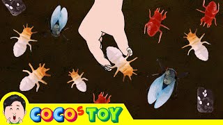 Lets raise cicada larvae in my flower pot｜Insect names for children｜CoCosToy [upl. by Piselli]