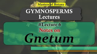 Lecture 7  Gnetum General features amp Life Cycle  Gymnosperm Lecture Notes [upl. by Teodor]