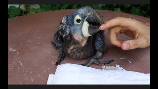 MEET OUR NEW BABY PARROT HYACINTH MACAW 5 WEEKS OLD [upl. by Hanselka]