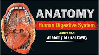 Oral cavity  Anatomy and physiology of Oral cavity  Mouth anatomy [upl. by Nwahsek]