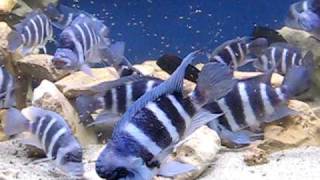 Cyphotilapia gibberosa blue zaire Kapampa with Petrochromis trewavasae [upl. by Panter]