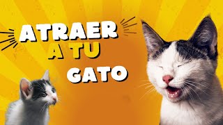 🐈 Maullido para Atraer a tu Gato o Perro Garantizado 🔊🔊🔊gatos [upl. by Aneetsirhc]