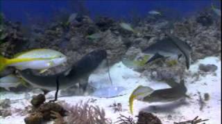 Sharks Eating Lionfish [upl. by Savdeep883]