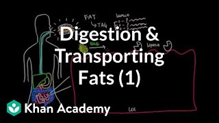 Digestion Mobilization and Transport of Fats  Part I [upl. by Gerrald]