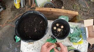 How to plant bulbs in pots [upl. by Aihsercal]