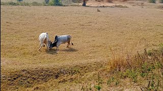 the scene of bull fighting  joking fight [upl. by Shoshana935]