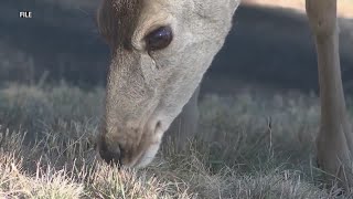 Wildlife crossing planned over I25 in Colorado [upl. by Akinej680]