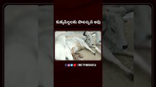 కుక్కపిల్లలకు పాలిచ్చిన ఆవు  cow puppies cowmilk dog viral ytshorts trending cowdog kids [upl. by Ailido]