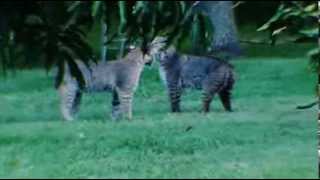 Rare Footage  Pair of Bobcats in Parrish FL [upl. by Markos164]