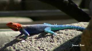 The Red Headed Agama Lizard  San Diego Zoo [upl. by Leverick582]