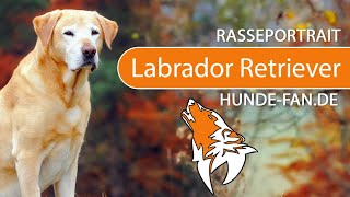 ► Labrador Retriever 2018 Rasse Aussehen amp Charakter [upl. by Kcirddes]