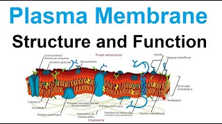 plasma membrane  structure and function  biology [upl. by Kostman]