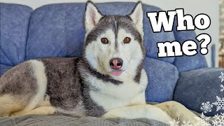 What its REALLY Like Owning a Siberian Husky [upl. by Ellehcirt144]