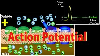 Action Potential in Neurons Animation [upl. by Grobe]