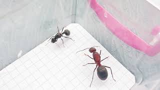 Messor arenarius Israele vs Camponotus angusticollis China 07072024 [upl. by Aleibarg]