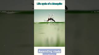 life cycle of mosquitoes [upl. by Norven924]