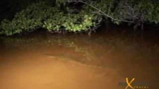 Holbox or Isla Holbox  Crocodile Watching [upl. by Harihs]