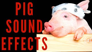 PIG SOUND EFFECTS  Pig Sounds and Oink 👆😀😍 [upl. by Akeenahs111]