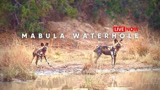 Mabula Waterhole  Wildlife Live Stream [upl. by Raddatz578]