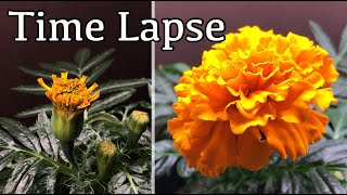 African marigold plant time lapse [upl. by Souza]