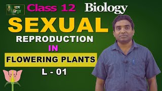 Sexual Reproduction in Flowering Plants  Part 13  class12thbiology vandetripura pmevidya [upl. by Skrap652]