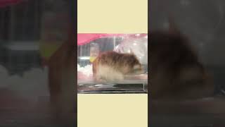 小福Siu Fook突然彈起了？！．倉鼠．小露寶．小路寶．老公公鼠 pets 可愛い animals cute 動物 kawaii [upl. by Irbua]