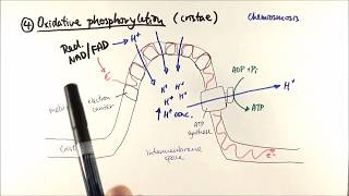 A2 Biology  Aerobic respiration stage 4 Oxidative phosphorylation OCR A Chapter 184 [upl. by Prunella]