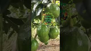 Abacateiro Feito Por Enxertia shorts plantas frutiferas dicas enxertia [upl. by Knipe694]