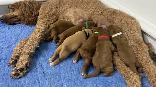 Red standard F1b Goldendoodles turn 1 week old [upl. by Ymmit655]