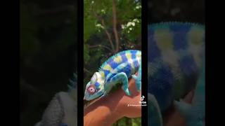 Chromatophores are pigmented cells that help the chameleon change colors [upl. by Ilene81]