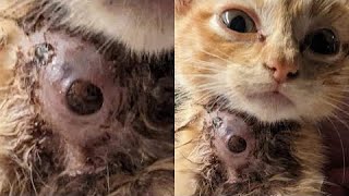 Removing Enormous Botfly Maggot Inside Kittens Neck Part 22 [upl. by Htor]