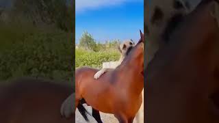 the dog VS horsedoghorseanimalschickenpetsshortshort filmfunnygoatducktigermonkeycat [upl. by Arocet964]