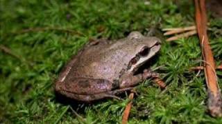 Pseudacris nigrita  Southern chorus frog [upl. by Agueda625]