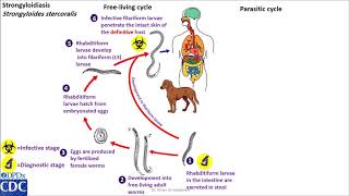 Strongyloides stercoralis life cycle [upl. by Nahtonoj]