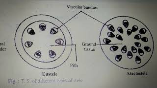 Vd7 Eustele and Atactostele [upl. by Maurits]