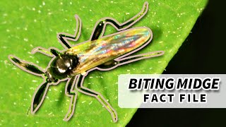 NoSeeUm Facts the BITING MIDGE facts  Animal Fact Files [upl. by Refinnej855]