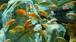 Cichlid Fish  Jewel Fish  Red Jewel Cichlid Fish  Fishes Videos  Blood Red Jewel Cichlid [upl. by Aisela]