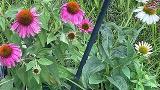 Harvesting Echinacea Seeds Never buy again Coneflowers [upl. by Cathie]