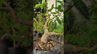 Pohon Loa Ficus racemosa visitani bonsai [upl. by Kentiga860]